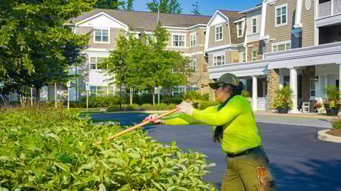 crew trimming back bushes