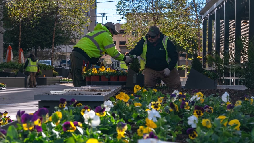 landscaping crew planting flowers along street