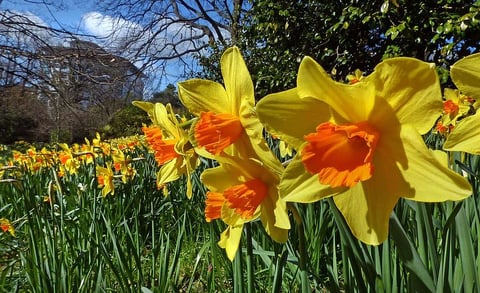 naturalizing daffodils on commercial property