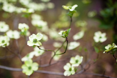 dogwood blooms 
