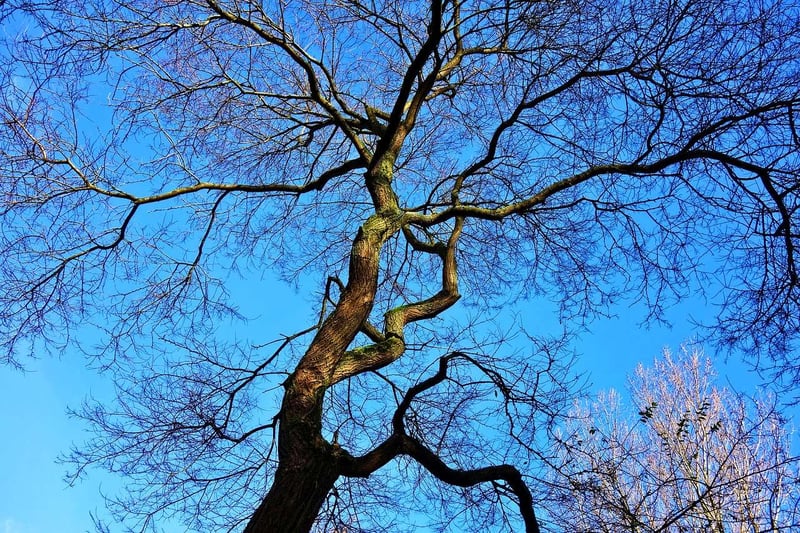 how-to-identify-and-remove-a-dangerous-tree