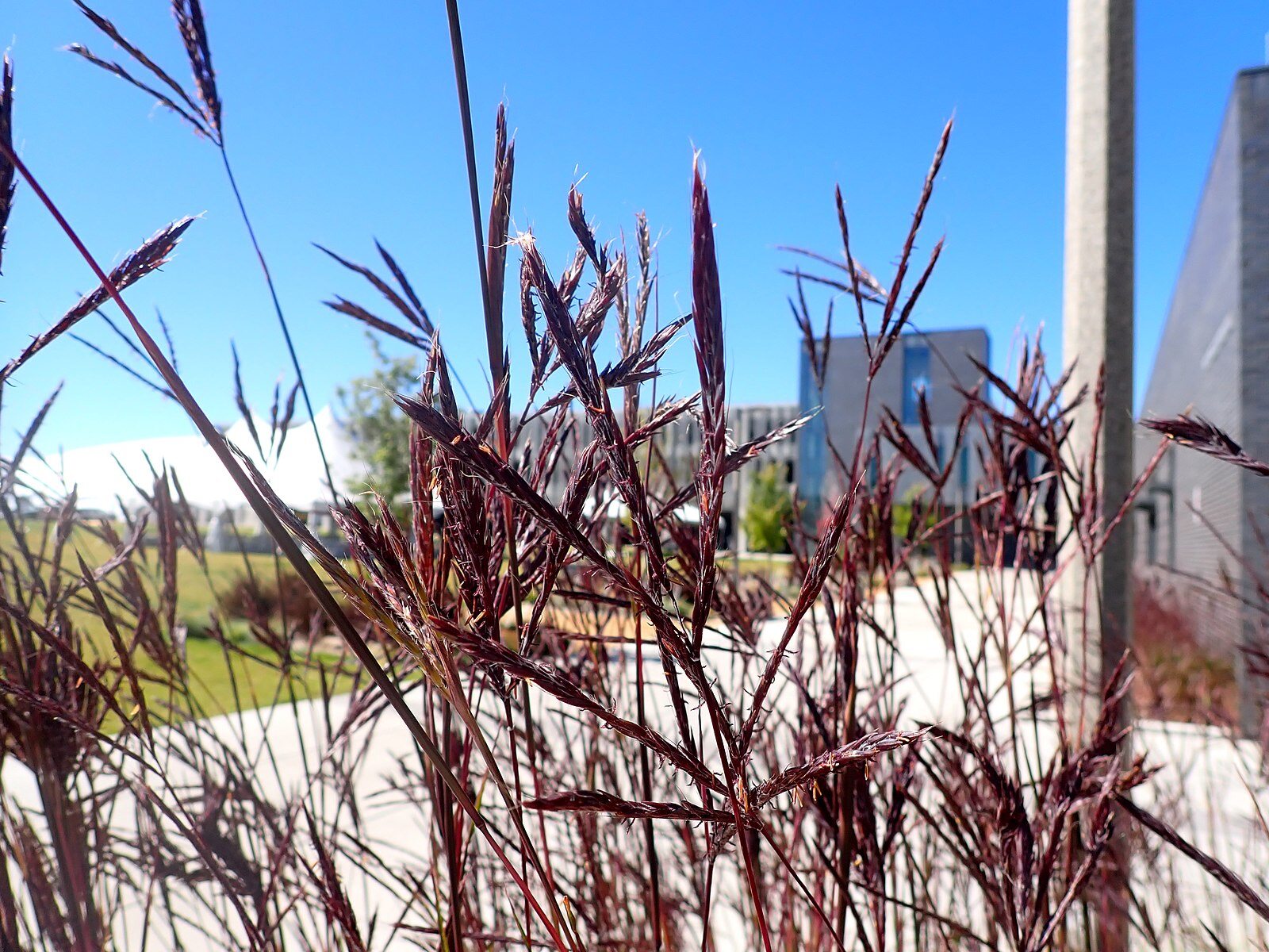 CC Big Bluestem