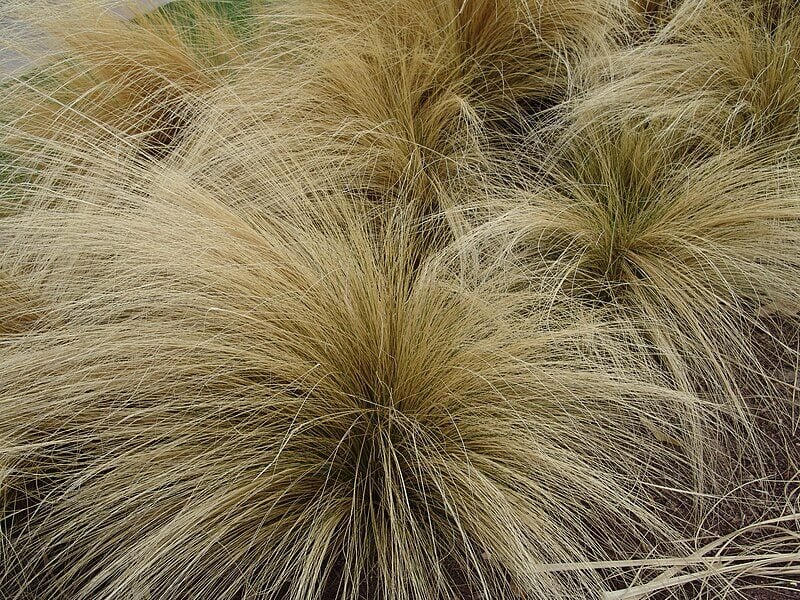 CC Mexican Feather Grass