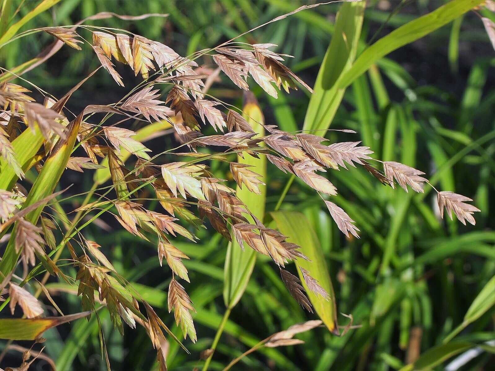 CC Northern Sea Oats 