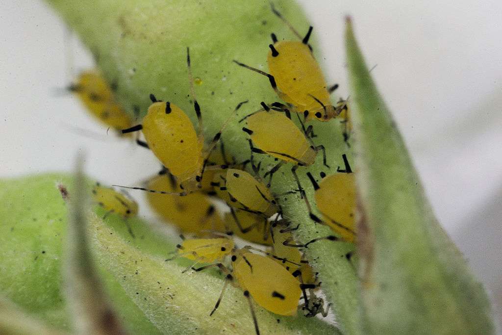 Aphids