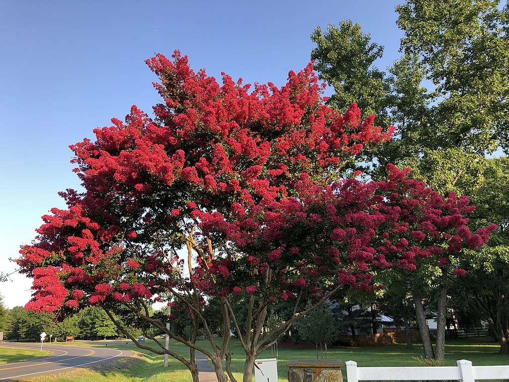 The Best Trees For Parking Lots And Paved Areas