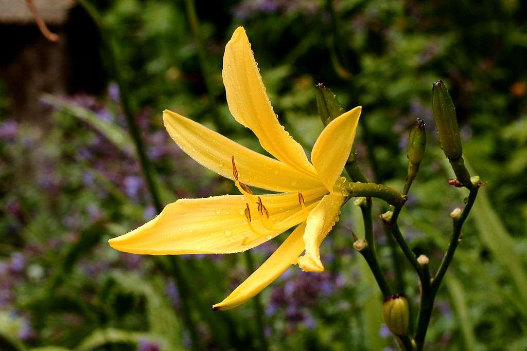 CC-Daylily