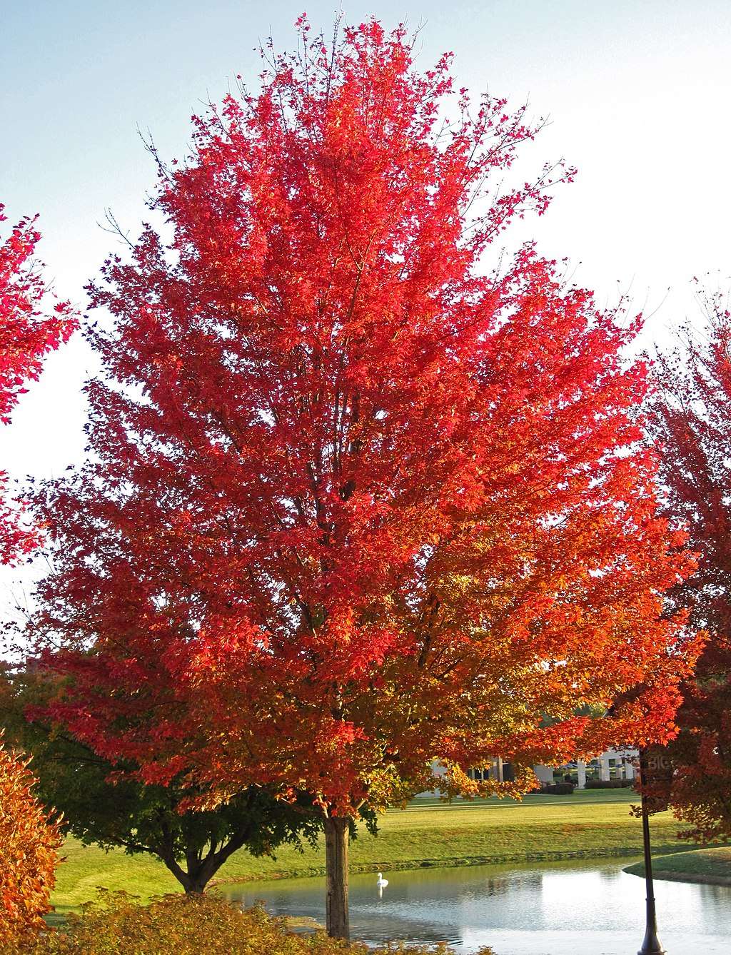 The Best Trees For Parking Lots And Paved Areas