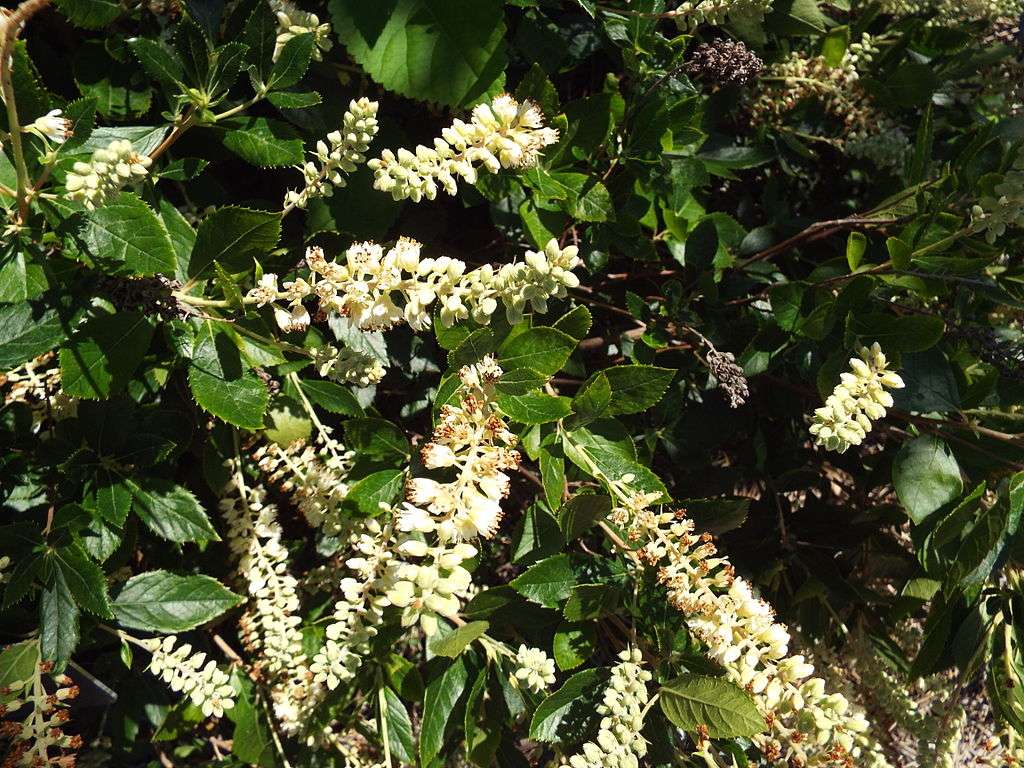 Clethra alnifolia summersweet flowers