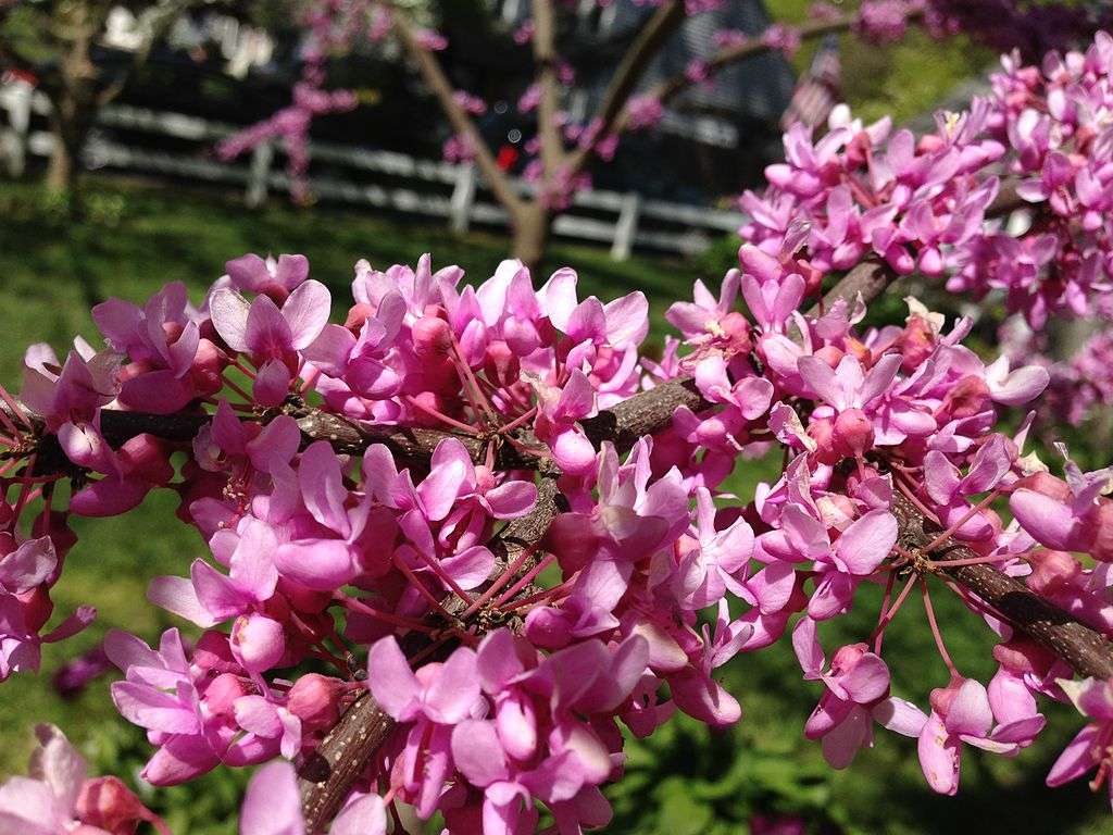 Eastern Redbud