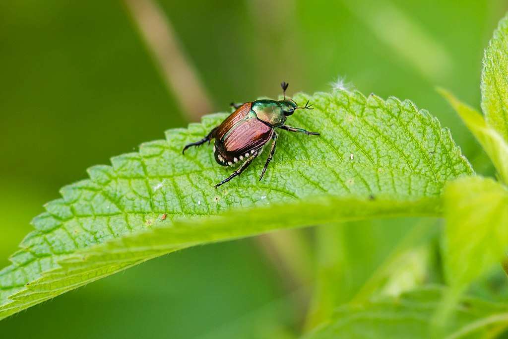 Japanese beetle