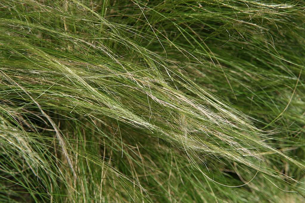 Mexican feather grass - Nassella tenuissima