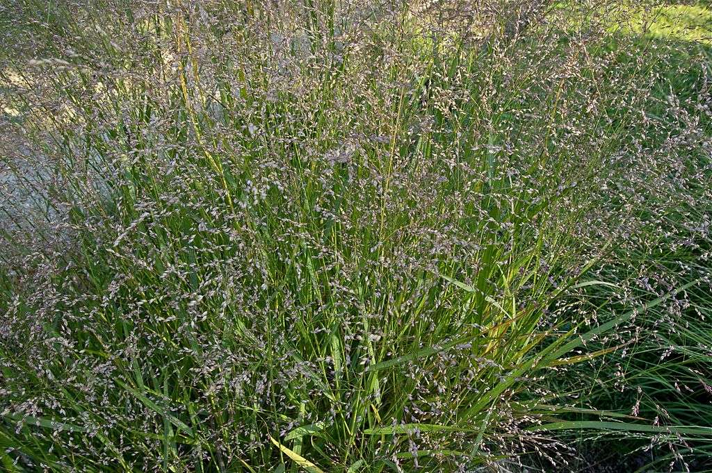 Switchgrass - Panicum virgatum