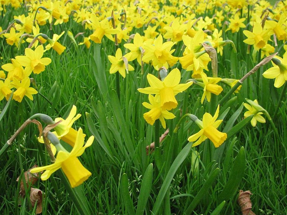 Yellow daffodils 2