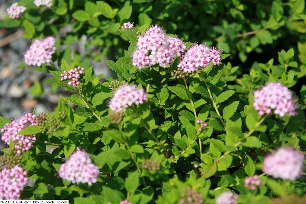 japanese spirea