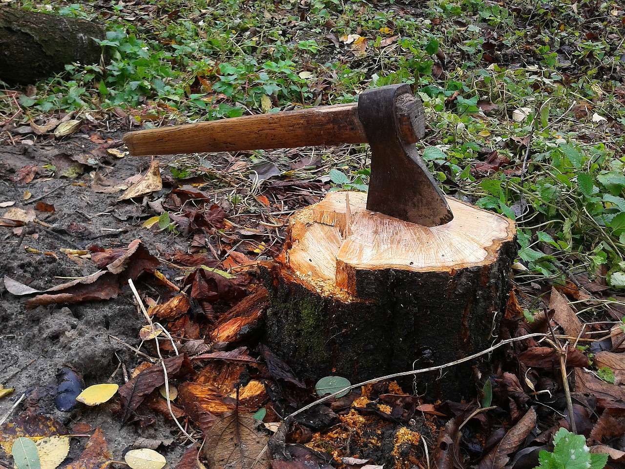 tree stump and axe