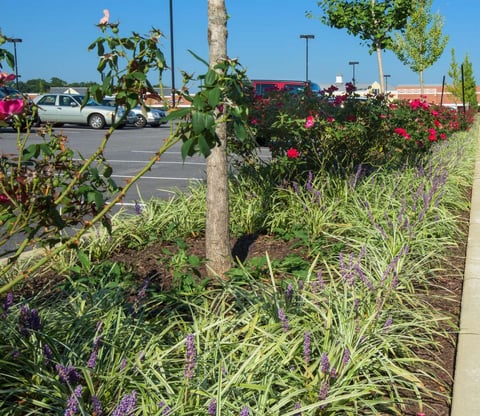 tree and plants in parking lot island