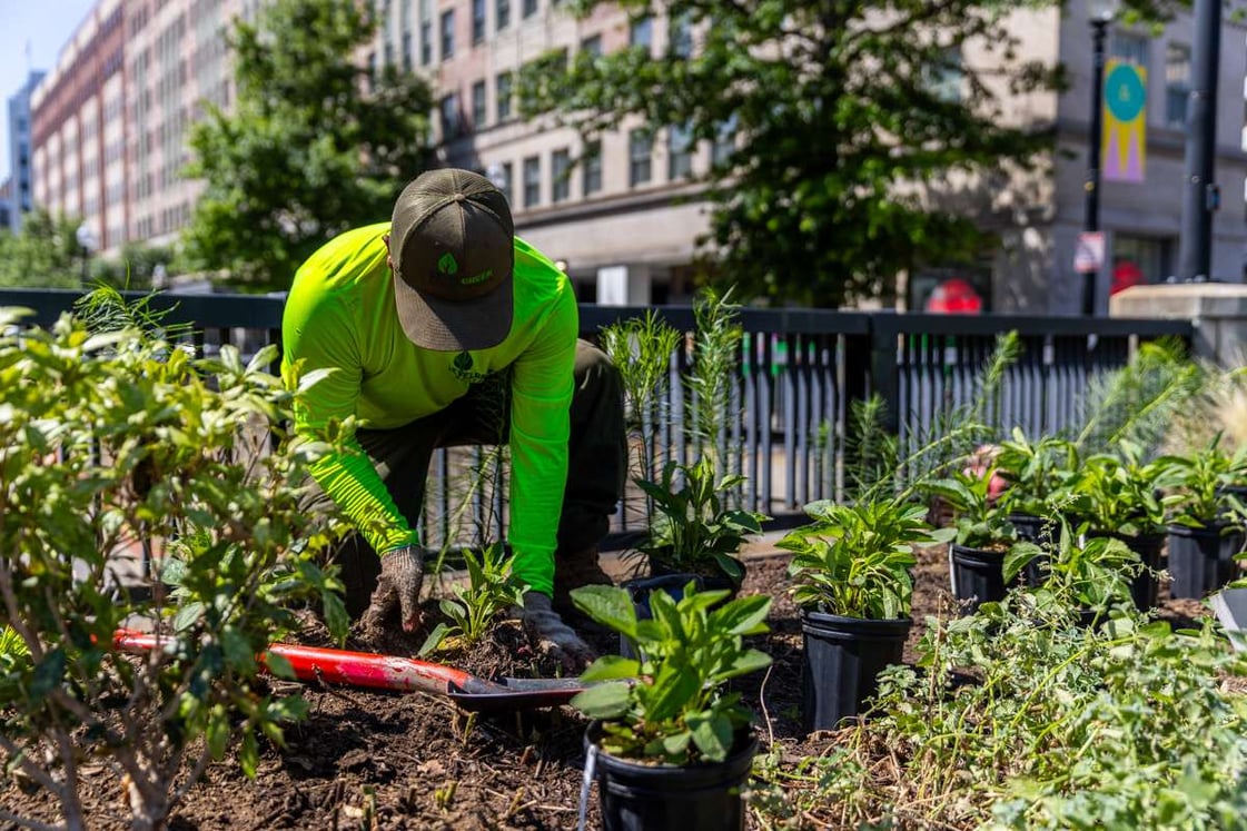 Golden Triangle enhancement crew planting 11