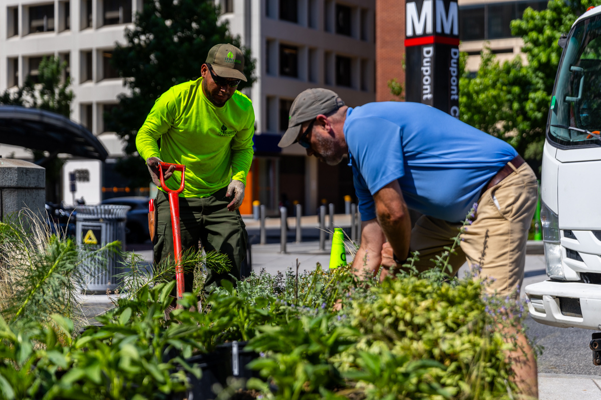 Golden Triangle enhancement crew planting account manager 1