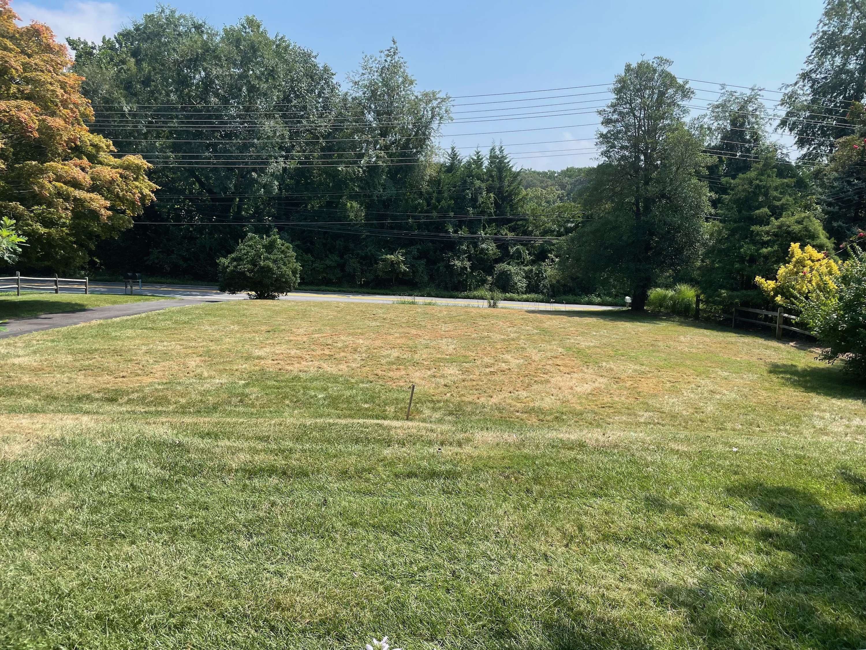 armyworm-damage-lawn dead brown grass