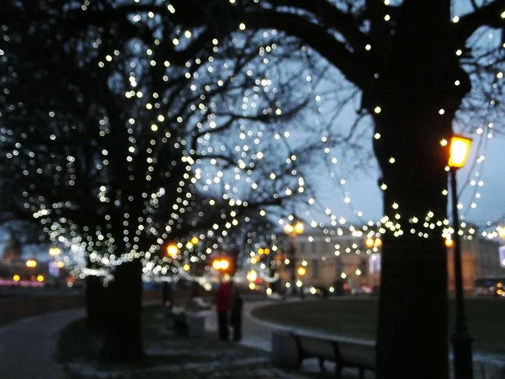 trees with holiday lights christmas