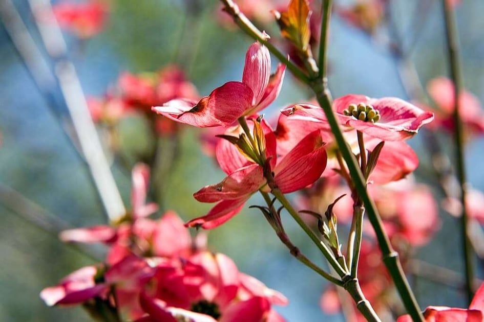 Cherokee Brave Flowering Dogwood