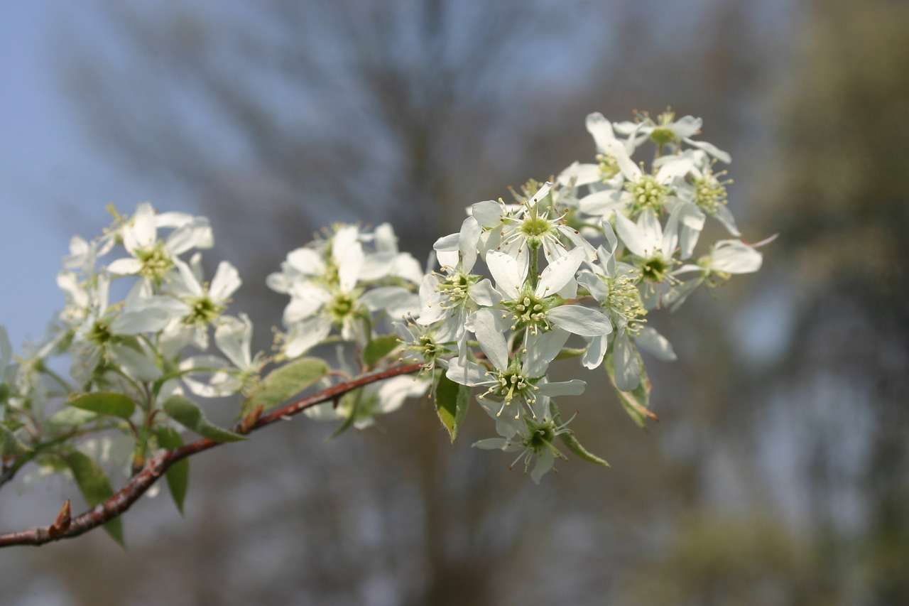 Serviceberry