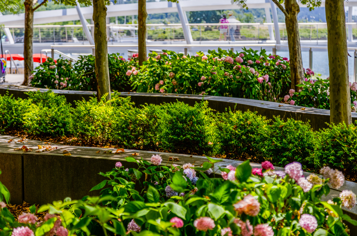 Navy Yard enhancement beauty shot trees plants 