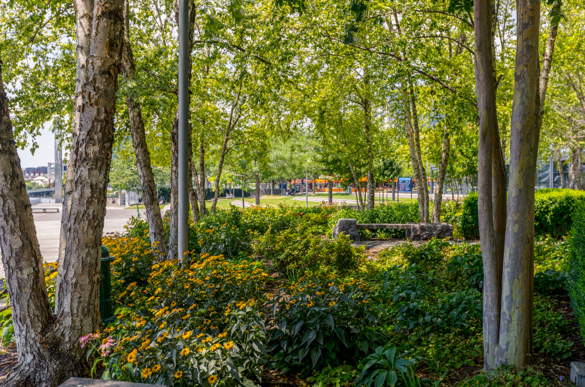 Navy Yard enhancement beauty shot trees plants 2