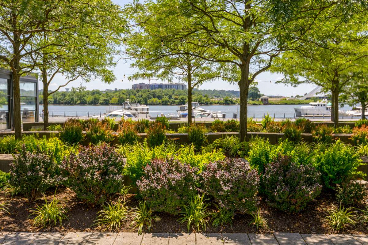 Navy Yard enhancement beauty shot trees plants walkways water 1