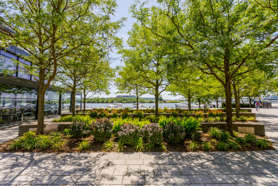 Navy Yard enhancement beauty shot trees plants walkways water