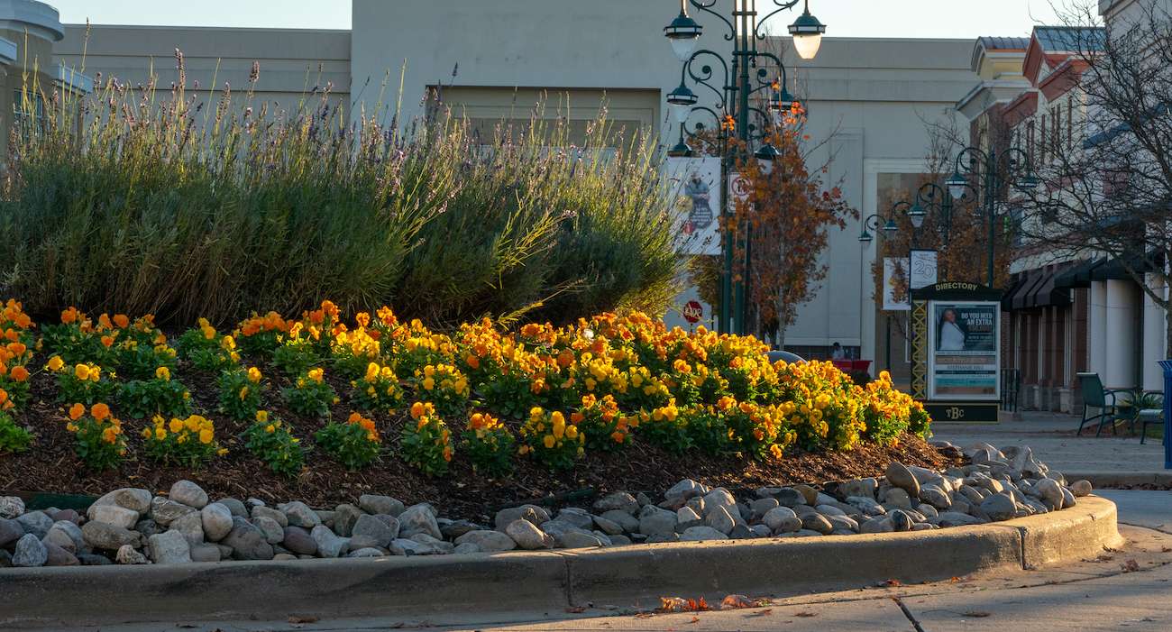 Boise-town-center-plantings rock mulch ornamental grasses flowers annuals