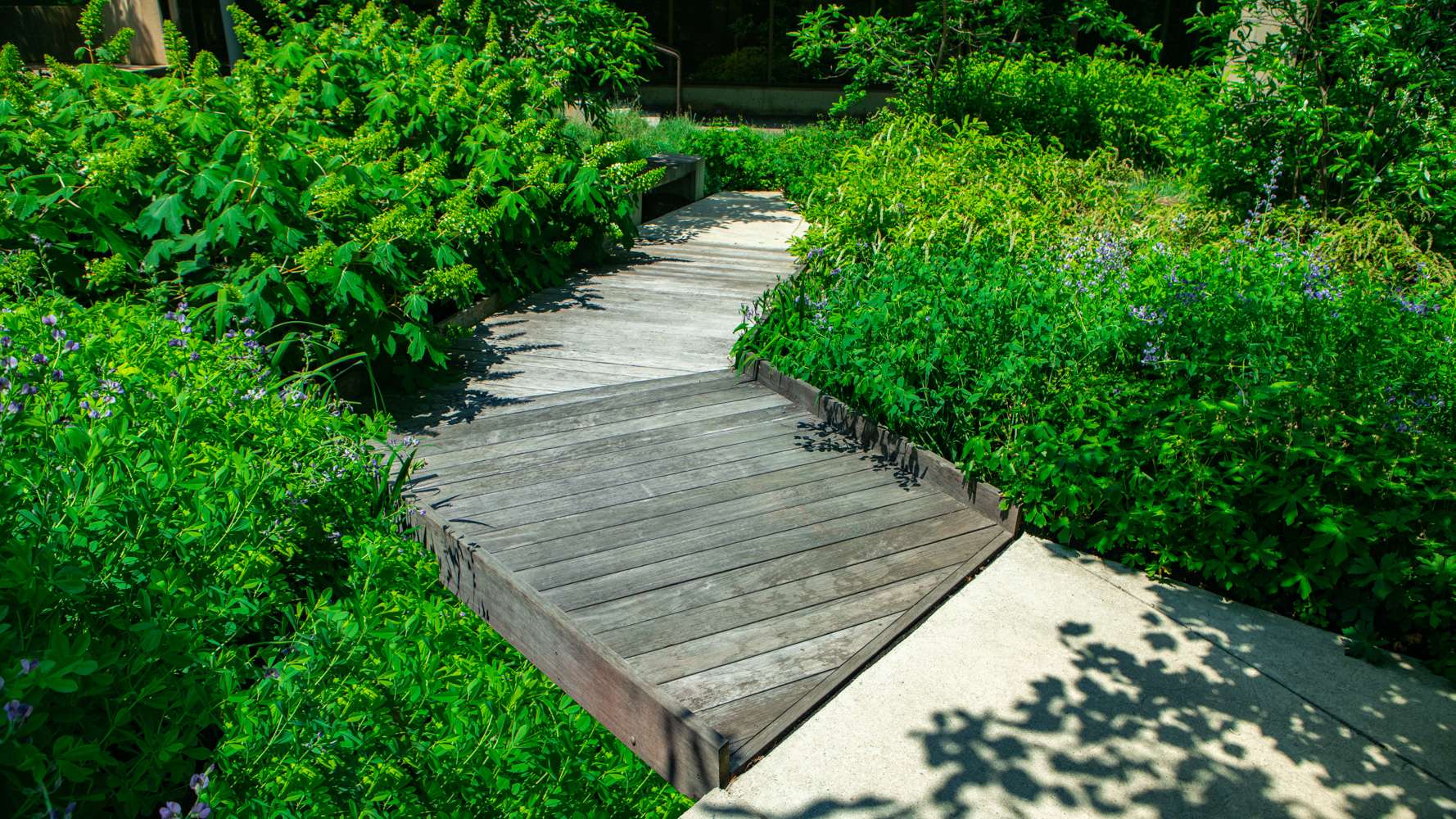 Commercial landscaping University of the District of Columbia pathway, sidewalk, shrubs, perennials 2