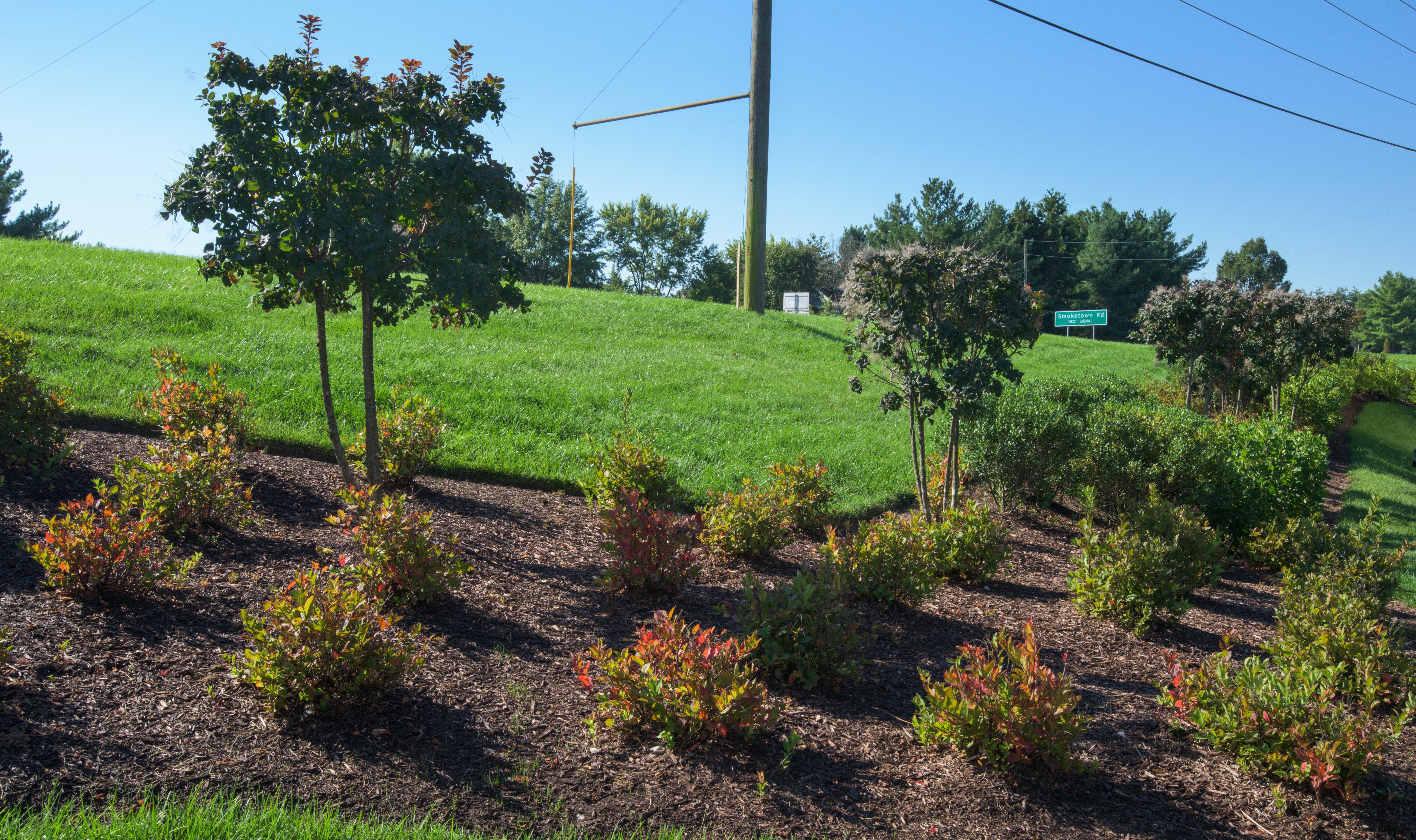 Dillingham Square mulch plantings grass