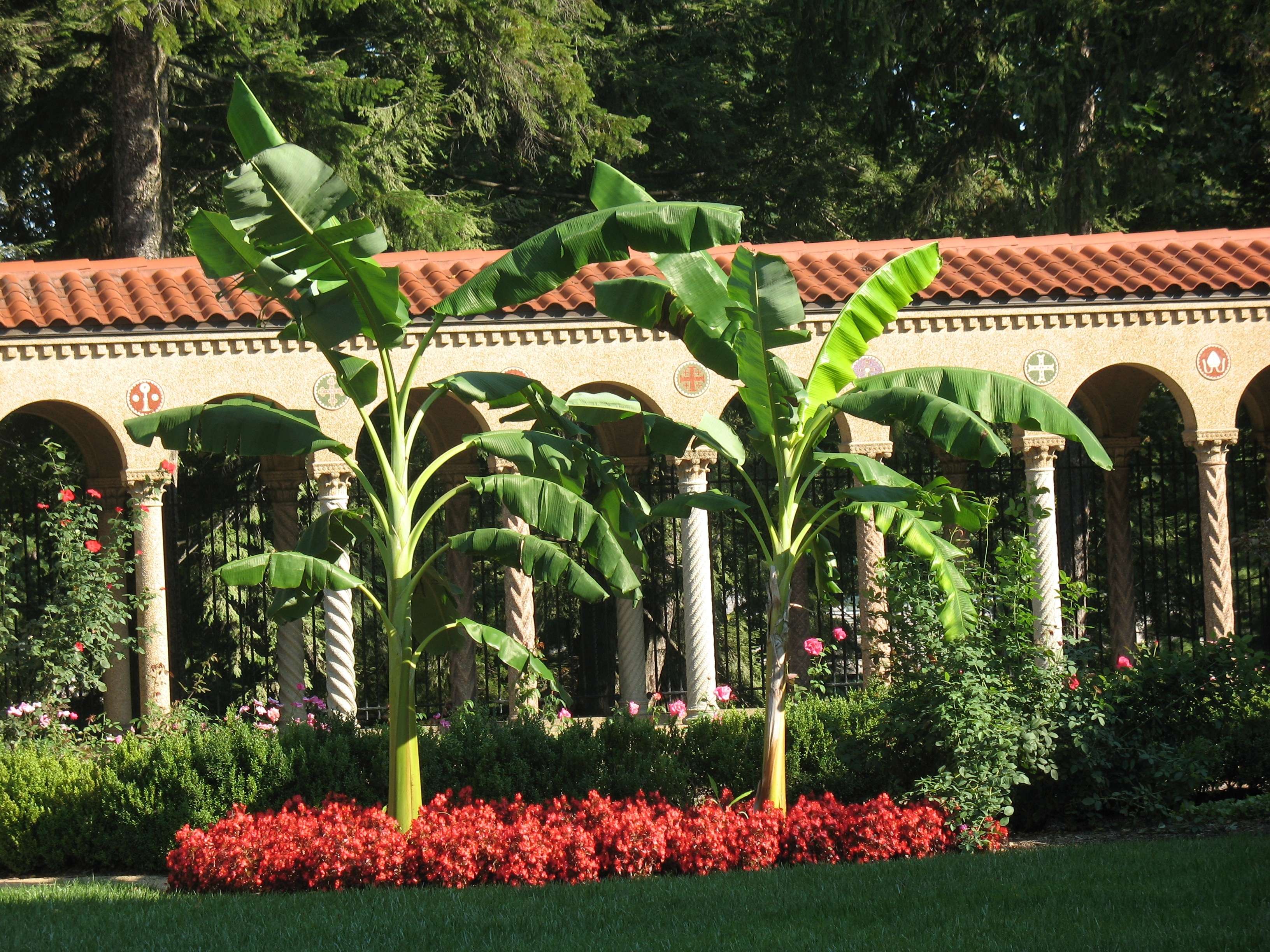 Franciscan_Monastery church palm trees annual flowers plantings