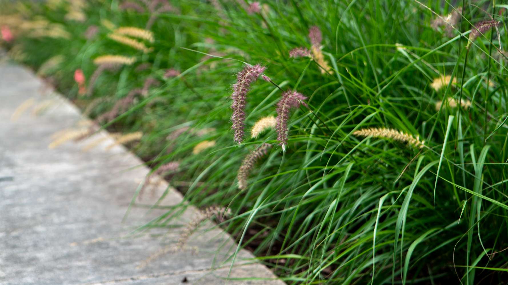 LevelGreen plants grass sidewalk perennial ornamental grass