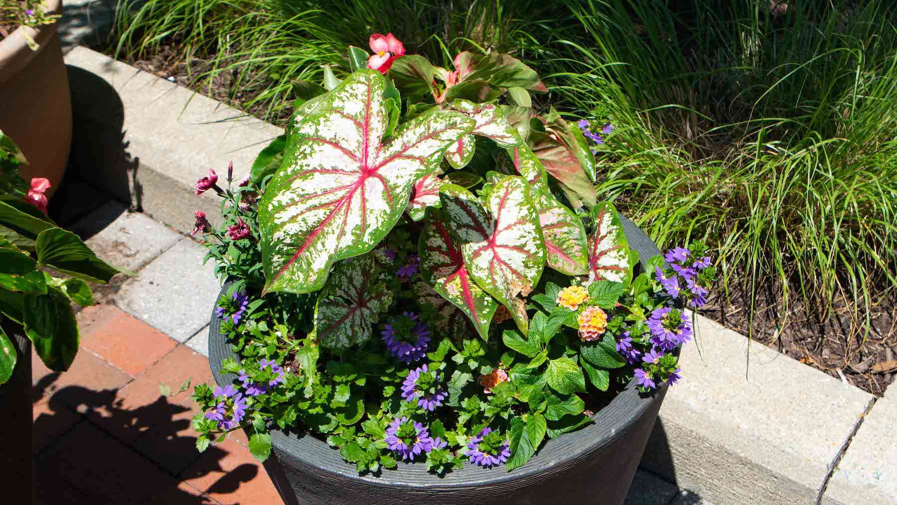 Park-Potomac container garden annual flowers
