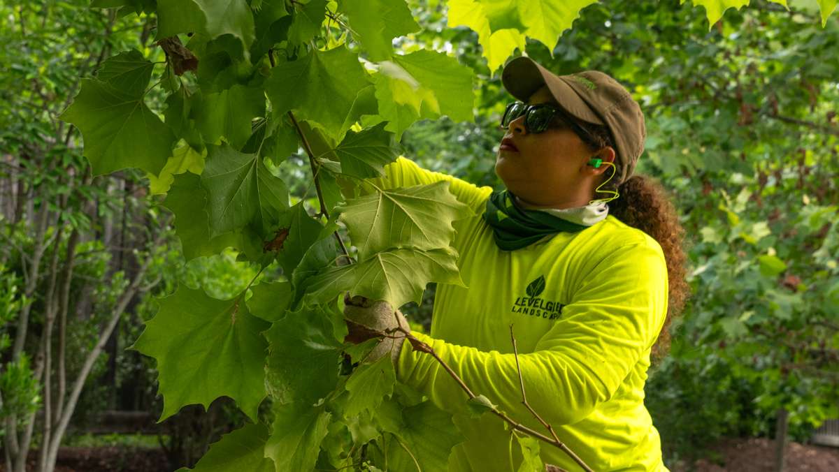 commercial landscaping crew hand pruning tree 2