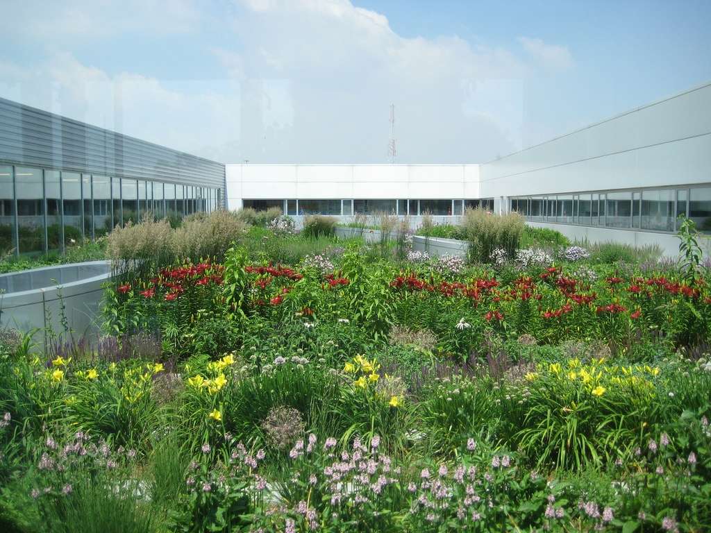 rain garden green roof flowers