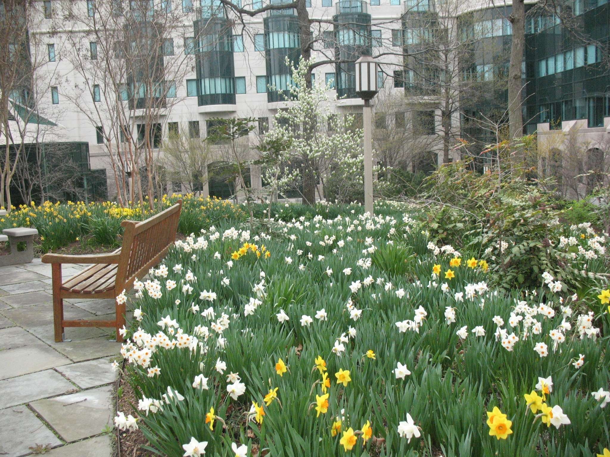 spring flowers retail daffodils