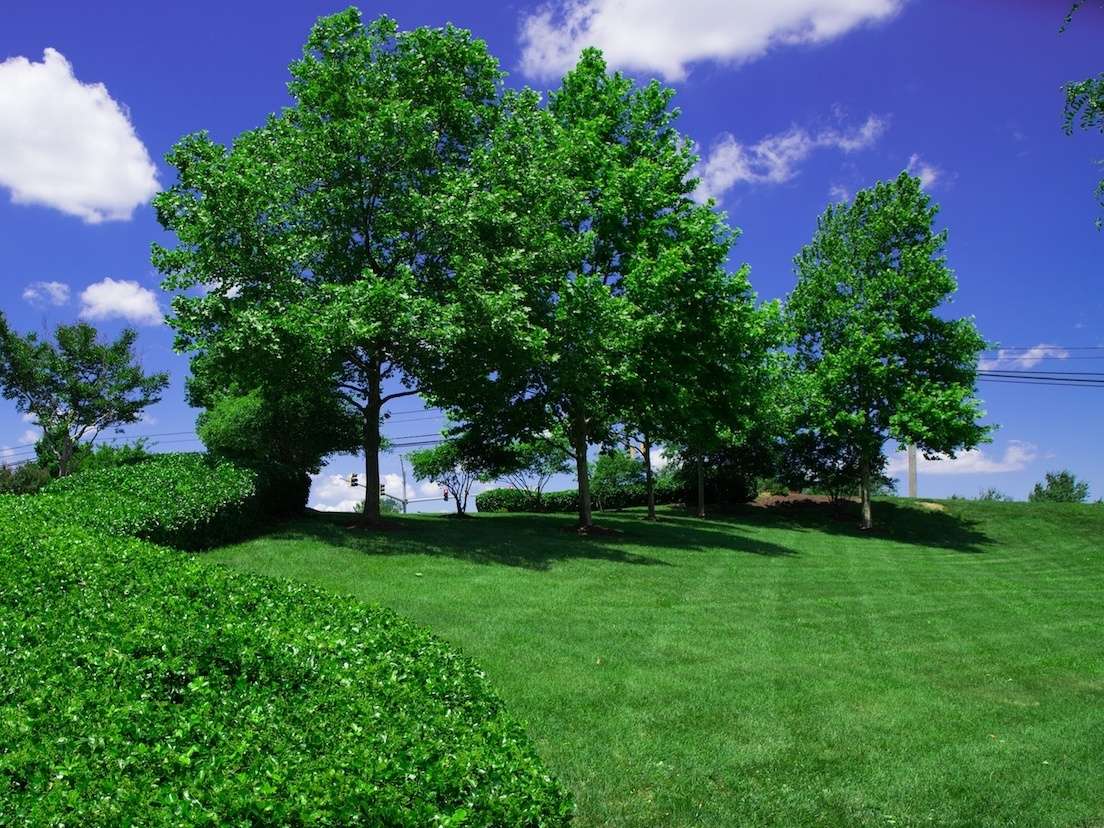 trees bushes green grass