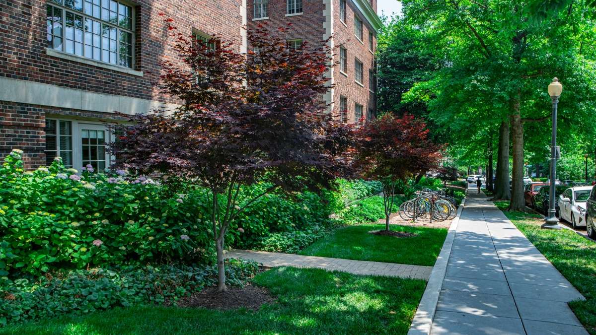 walkway-plants-shrubs-perennials-trees-commercial-landscaping