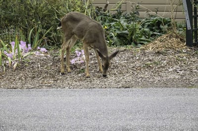 Deer damaging landscape