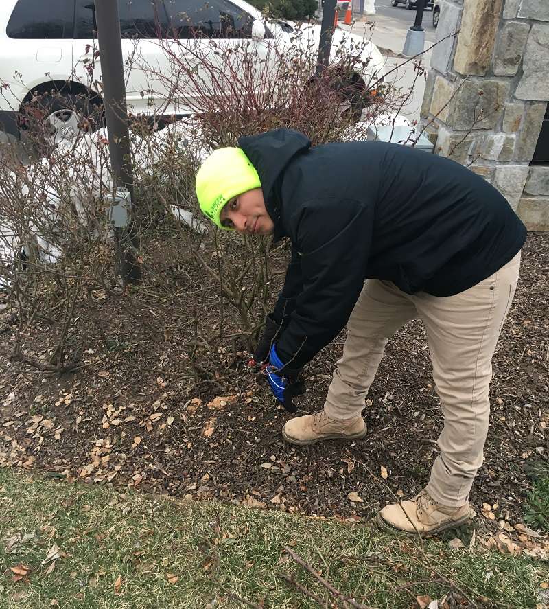 David Saravia prunes shrub in winter