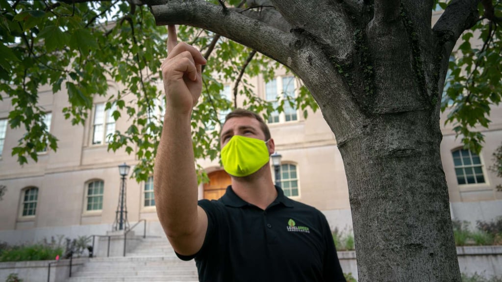 LevelGreen Account Manager Tree Inspection Pruning Crew