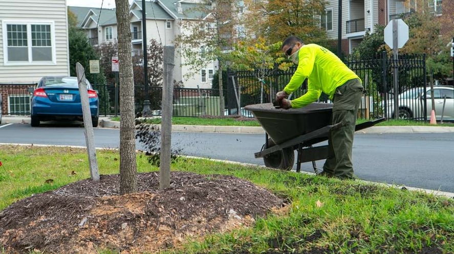 landscaper mulching around tree