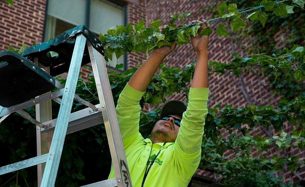 maintenance pruning trimming tree branch