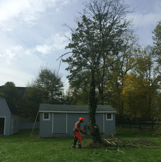 maintenance team removes dead tree cuts down