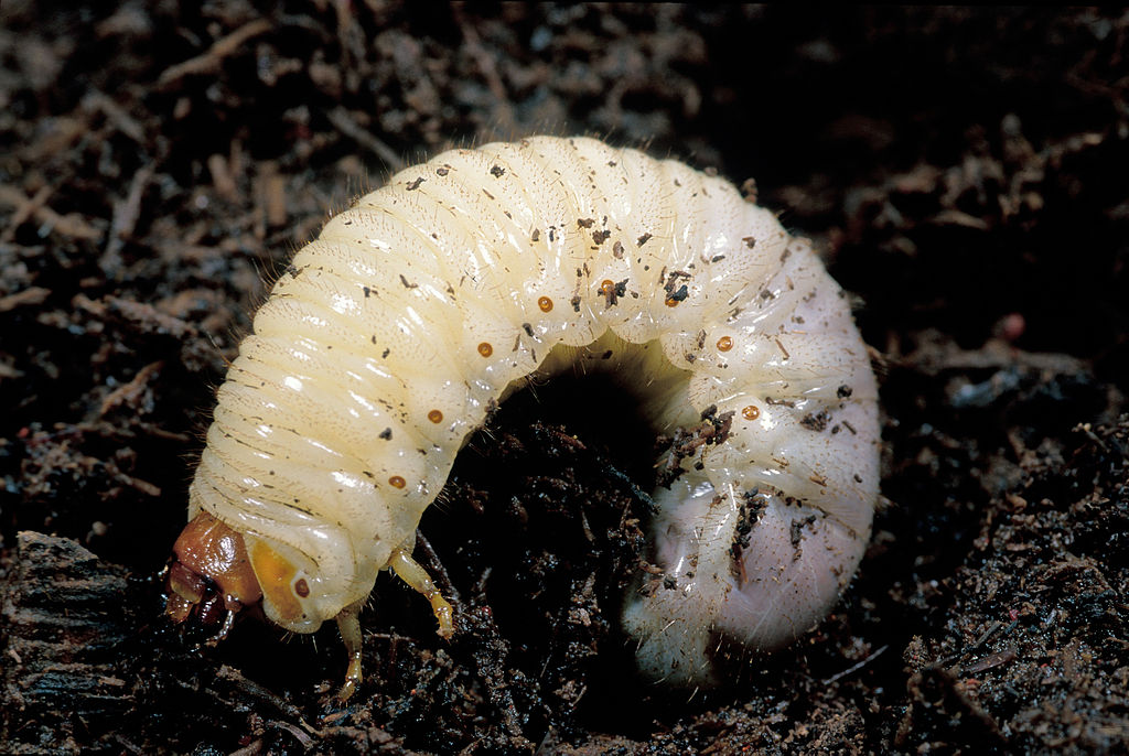 CSIRO_ScienceImage_2200_A_Curl_Grub_larvae