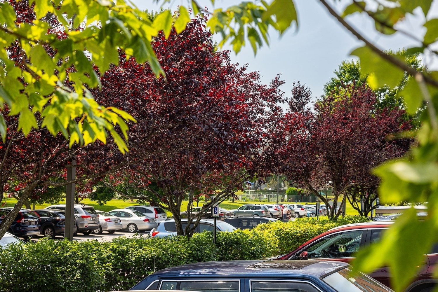 Charleston entrance trees parking lot